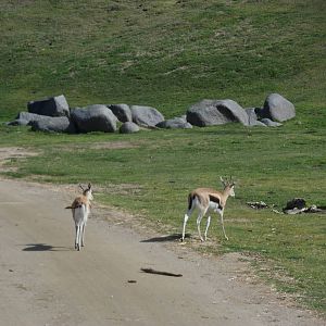 Thompson's Gazelle