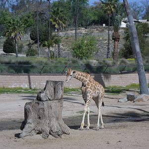 Rothschild Giraffe