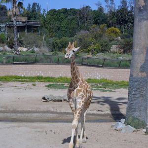 Baby Rothschild Giraffe