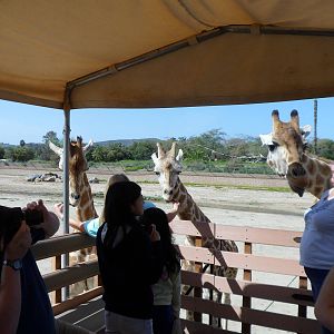 Rothschild Giraffe Feeding