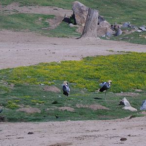 East African Crowed Crane