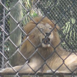 Big Cat's Lair- Lion