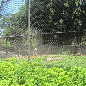 Big Cat's Lair- Part 1 of African Lion Exhibit