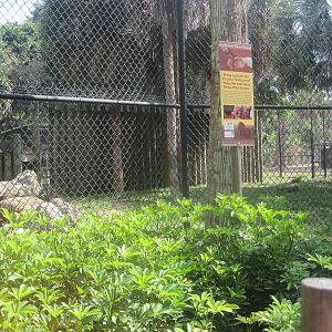 Big Cat's Lair- Part 3 of African Lion Exhibit