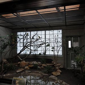 Green Aracari/Chaco Chachalaca Exhibit