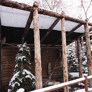 Great Horned Owl Exhibit