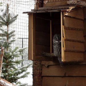 Great Grey Owl