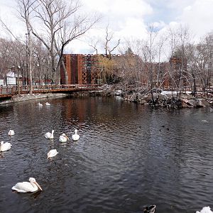 Pond 1 with New Boardwalk