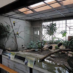 Keel-billed Toucan/Grey-winged Trumpeter Exhibit