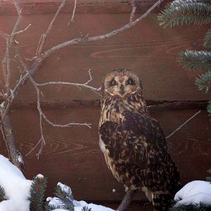 Short-eared Owl