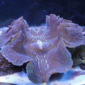 Giant Clam