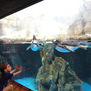 Gentoo Penguin Exhibit