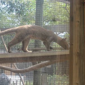 Fosas of Madagascar- Fossa Cub