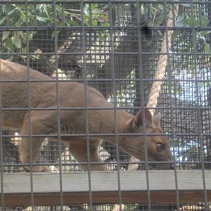 Fosas of Madagascar- Fossa Cub