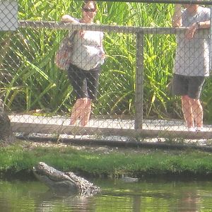 Alligator Bay- American Alligator
