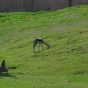 Thompson's Gazelle