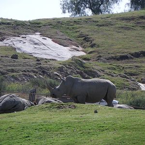 White Rhino