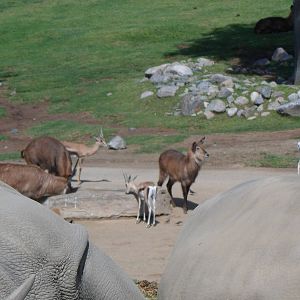 Waterbuck and Grant's Gazelle