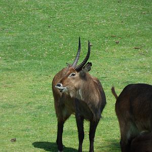 Waterbuck