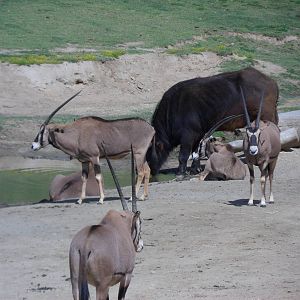 Fringe Eared Oryx and Cape Buffalo