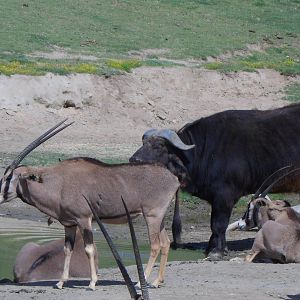 Fringe Eared Oryx and Cape Buffalo