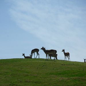 Impala on a hilltop