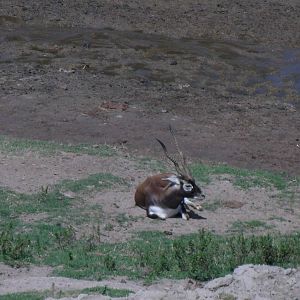 Blackbuck