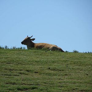 Banteng on a hilltop