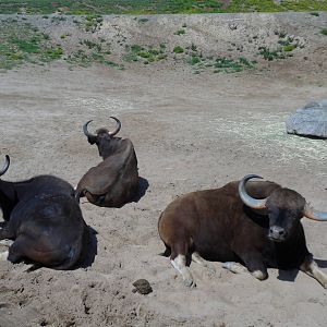 Gaur