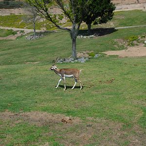 Blackbuck