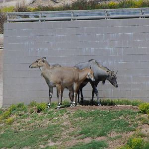 Nilgai