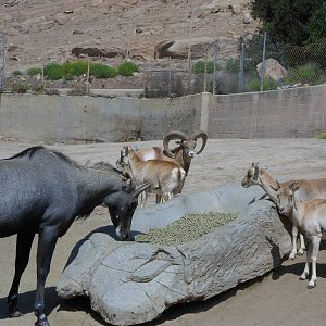 Nilgai and an Asian wild sheep species..