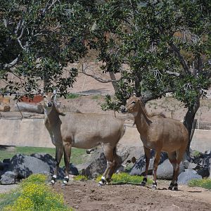 Nilgai