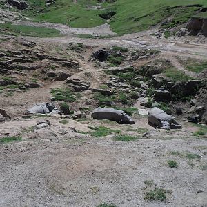 Indian Rhino with baby