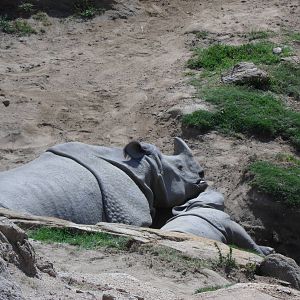 Indian Rhino with baby