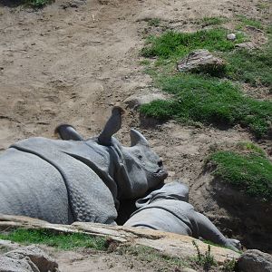Indian Rhino with baby