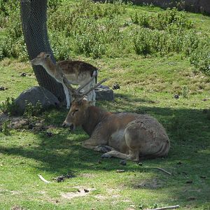 Père David's Deer