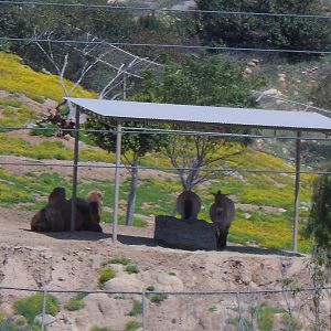 Bactrian Camel and Przewalski's Horse