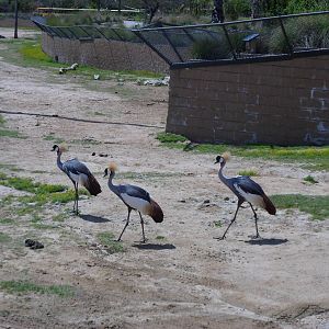 East African Crowed Crane