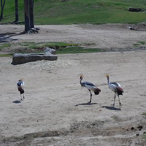 East African Crowed Crane