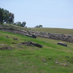 Grant's Gazelle and Southern White Rhinoceros