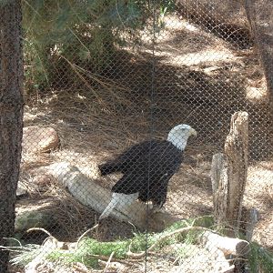 Bald Eagle