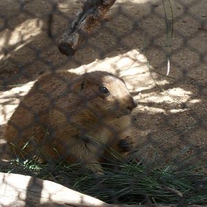 Prairie Dog