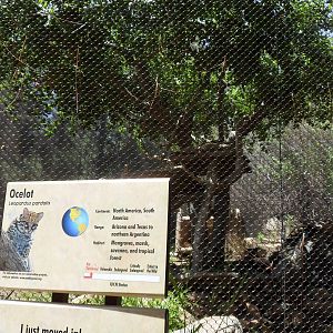 Ocelot Exhibit