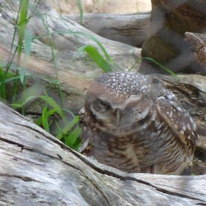 Burrowing Owl