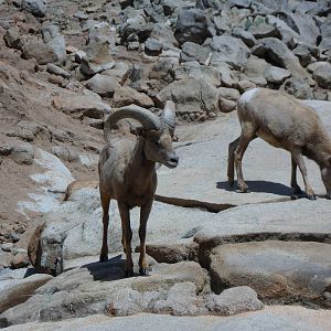 Bighorn Sheep