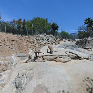 Bighorn Sheep Exhibit