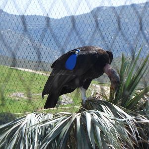 California Condor