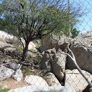 California Condor Exhibit