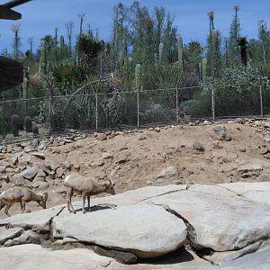 Bighorn Sheep Exhibit